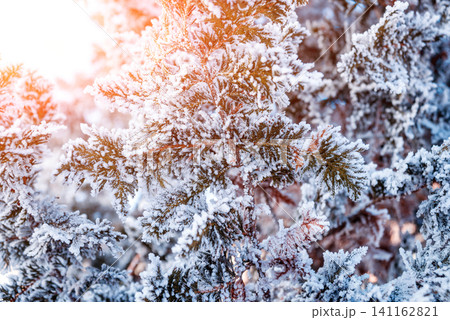 Spruce branch in the snow. Beautiful background. 141162821