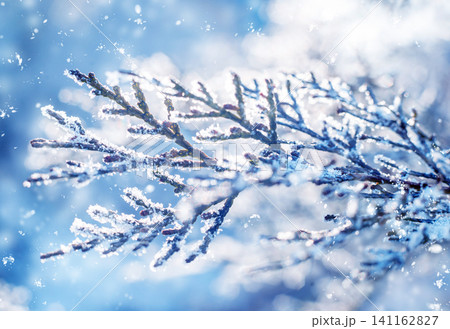 Spruce branch in the snow. Beautiful background. 141162827