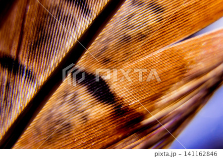 Feather birds close-up. Macro photography. Feather birds close-up. Macro photography. 141162846