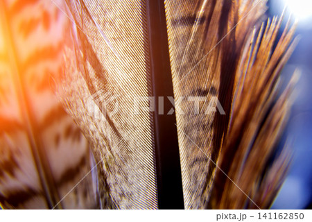 Feather birds close-up. Macro photography. Feather birds close-up. Macro photography. 141162850