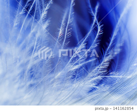 Feather birds close-up. Macro photography. Feather birds close-up. Macro photography. 141162854