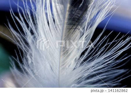 Feather birds close-up. Macro photography. 141162862