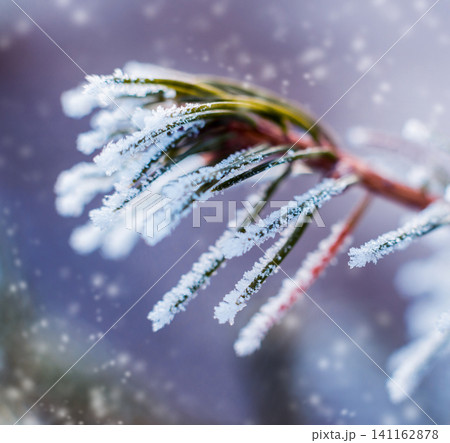 Spruce branch in the snow. Beautiful background. 141162878