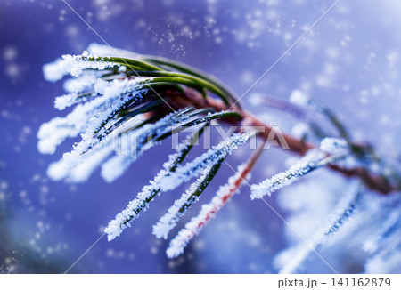 Spruce branch in the snow. Beautiful background. Spruce branch in the snow. Beautiful background. 141162879