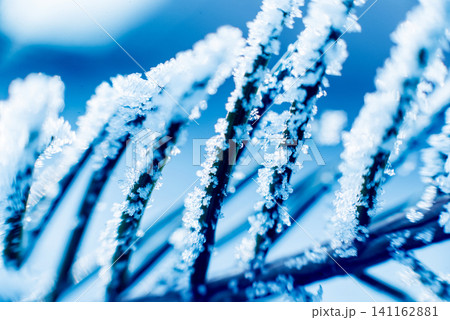 Spruce branch in the snow. Beautiful background. Spruce branch in the snow. Beautiful background. 141162881