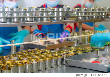 Canned fish factory. Food industry. Workers working in canned food factories to fill sardines in tinned cans. Food processing production line. Food manufacturing industry. Many can on a conveyor belt. 141163132