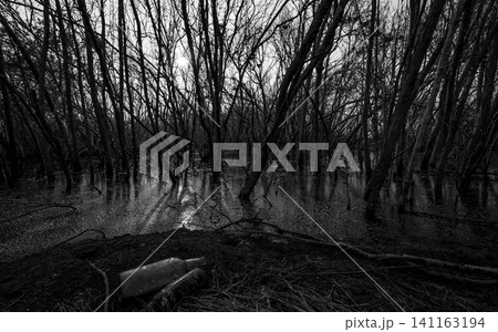 Dead tree in degraded mangrove forest. Environmental crisis. Empty glass bottle waste. Degradation and destruction of mangrove forest. Coastal crisis. Dark background for death, sad, and depression. Dead tree in degraded mangrove forest. Environmental crisis. Empty glass bottle waste. Degradation and destruction of mangrove forest. Coastal crisis. Dark background for death, sad, and depression. 141163194