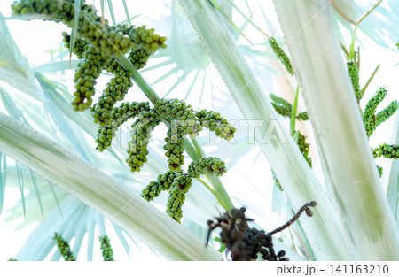 Bismarckia nobilis in the garden. Closeup round green raw fruit of Bismarck palm. Evergreen palm. Palm tree for decorate hotel or resort garden. Ornamental plant. Palm plantation and agriculture. Bismarckia nobilis in the garden. Closeup round green raw fruit of Bismarck palm. Evergreen palm. Palm tree for decorate hotel or resort garden. Ornamental plant. Palm plantation and agriculture. 141163210