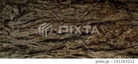 Closeup texture of old tree bark. Pattern of natural tree bark abstract background. Rough texture surface of tree trunk. Weathered natural wood skin. Dirt skin of wooden. Detail of brown tree bark. Closeup texture of old tree bark. Pattern of natural tree bark abstract background. Rough texture surface of tree trunk. Weathered natural wood skin. Dirt skin of wooden. Detail of brown tree bark. 141163211