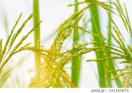 Selective focus on ear of rice. Closeup seed. Rice plantation. Organic farm in Asia. Rice growing agricultural farm. Paddy field. Plant cultivation. Rice export business background. 141163673