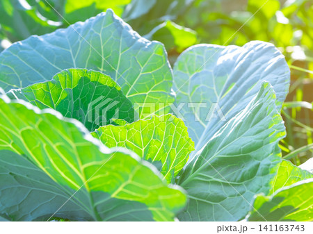 Green leaves of vegetable in garden. Leafy green vegetable. Rich source of natural vitamin c and vitamin k. Fresh leaves with morning sunlight. Organic vegetable farm. Plant cultivation. Agriculture. Green leaves of vegetable in garden. Leafy green vegetable. Rich source of natural vitamin c and vitamin k. Fresh leaves with morning sunlight. Organic vegetable farm. Plant cultivation. Agriculture. 141163743