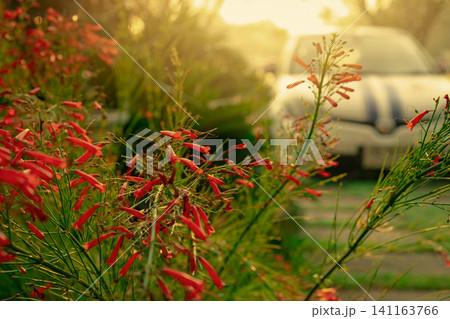 Red flower in the garden near car parking area of home in spring season. Closeup red flower in the morning with sunlight. Beauty in nature. Red flower with green leaves on blurred car background. Red flower in the garden near car parking area of home in spring season. Closeup red flower in the morning with sunlight. Beauty in nature. Red flower with green leaves on blurred car background. 141163766
