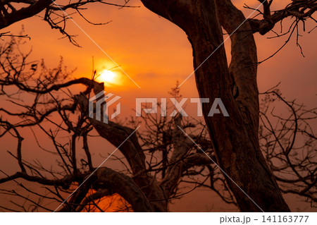 Beautiful silhouette leafless tree and sunset sky. Romantic and peaceful scene of sun, and golden sky at sunset time with beauty pattern of branches. Beauty in nature. Sunset view wallpaper background Beautiful silhouette leafless tree and sunset sky. Romantic and peaceful scene of sun, and golden sky at sunset time with beauty pattern of branches. Beauty in nature. Sunset view wallpaper background 141163777