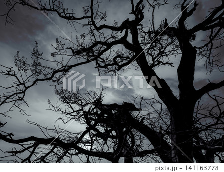 Silhouette dead tree on dark dramatic sky and white clouds background for peaceful death. Despair and hopeless concept. Sad of nature. Death and sad emotion background. Dead branches unique pattern. Silhouette dead tree on dark dramatic sky and white clouds background for peaceful death. Despair and hopeless concept. Sad of nature. Death and sad emotion background. Dead branches unique pattern. 141163778