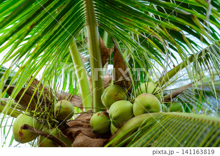Bunch of coconut on coconut tree. Tropical fruit. Palm tree with green leaves and fruit. Coconut tree in Thailand. Coconut plantation. Agriculture farm. Organic drink for summer. Exotic plant. Bunch of coconut on coconut tree. Tropical fruit. Palm tree with green leaves and fruit. Coconut tree in Thailand. Coconut plantation. Agriculture farm. Organic drink for summer. Exotic plant. 141163819