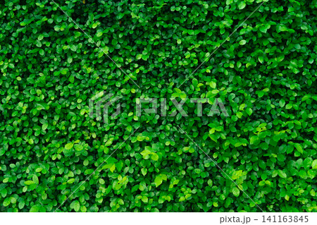 Closeup evergreen hedge plants. Small green leaves in hedge wall texture background. Eco evergreen hedge wall. Ornamental plant in backyard garden. Many leaves reduce dust in air. Natural backdrop. Closeup evergreen hedge plants. Small green leaves in hedge wall texture background. Eco evergreen hedge wall. Ornamental plant in backyard garden. Many leaves reduce dust in air. Natural backdrop. 141163845