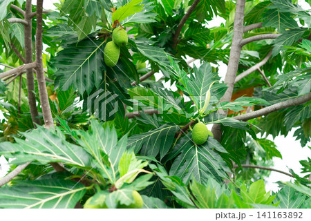 Breadfruit on breadfruit tree with green leaves in the garden. Tropical tree with thick leaves are deeply cut. Flowering tree. Staple food. Plant give phytochemicals use for insect repellent. Breadfruit on breadfruit tree with green leaves in the garden. Tropical tree with thick leaves are deeply cut. Flowering tree. Staple food. Plant give phytochemicals use for insect repellent. 141163892