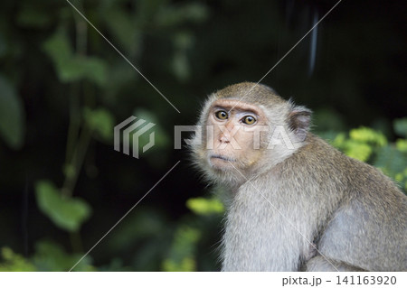 Portrait of sad monkey on dark green background of the forest. Monkeypox outbreak concept. Monkeypox is caused by monkeypox virus. Monkeypox is a viral zoonotic disease. Virus transmitted to humans. 141163920