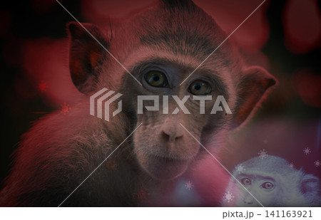 Monkeypox outbreak concept. Monkeypox is caused by monkeypox virus. Monkeypox is a viral zoonotic disease. Virus transmitted to humans from animals. Monkeys may harbor the virus and infect people. 141163921