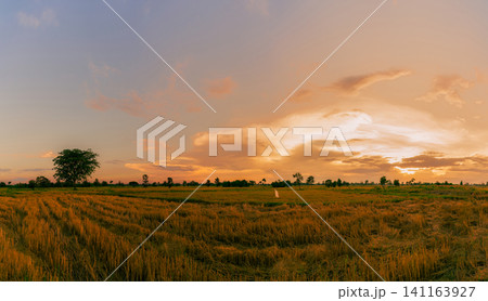 Rice farm. Stubble in field after harvest. Dried rice straw in farm. Landscape of rice farm with golden sunset sky. Beauty in nature. Rural scene of rice farm in Thailand. Agriculture land. Rice farm. Stubble in field after harvest. Dried rice straw in farm. Landscape of rice farm with golden sunset sky. Beauty in nature. Rural scene of rice farm in Thailand. Agriculture land. 141163927