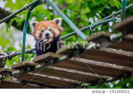 旭山動物園の吊り橋の上からペロリと舌を出してこちらを見つめる可愛いレッサーパンダ 旭山動物園の吊り橋の上からペロリと舌を出してこちらを見つめる可愛いレッサーパンダ 141164012