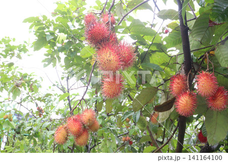 Rambutan on tree in farm for harvest Rambutan on tree in farm for harvest 141164100