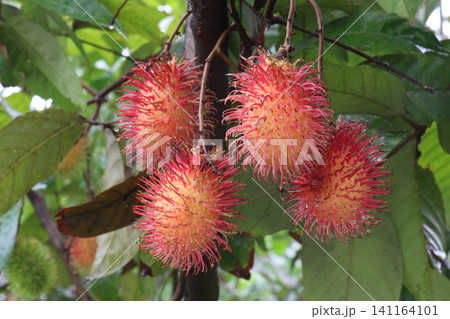 Rambutan on tree in farm for harvest 141164101