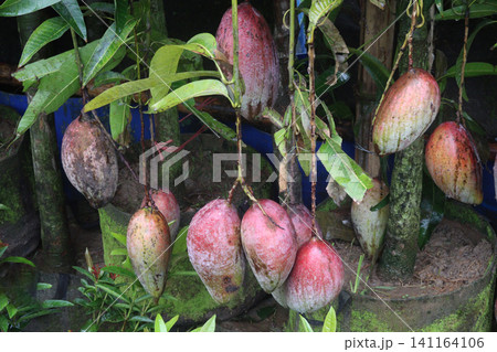 mango on tree in farm for sell are cash crops mango on tree in farm for sell are cash crops 141164106