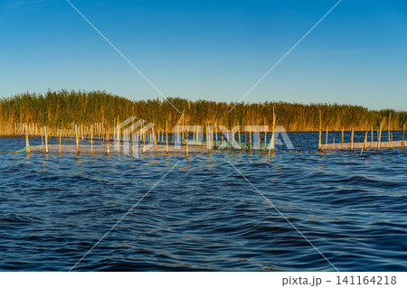 Traditional Fishing Nets on Albufera Lake Valencia at Golden Hour 141164218