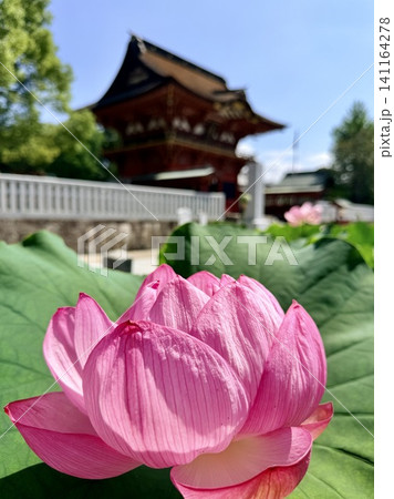 満開のハスの花越しに見る青空の随神門(ずいじんもん)〈伊賀八幡宮/愛知県岡崎市〉 満開のハスの花越しに見る青空の随神門(ずいじんもん)〈伊賀八幡宮/愛知県岡崎市〉 141164278