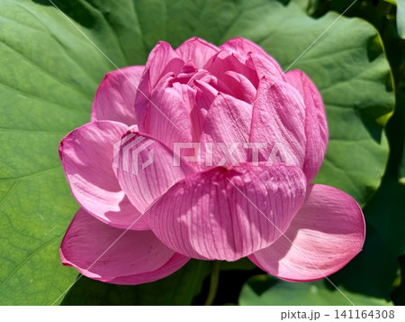 開き始めたハスの花一輪(クローズアップ)〈伊賀八幡宮(はす池)/愛知県岡崎市〉 開き始めたハスの花一輪(クローズアップ)〈伊賀八幡宮(はす池)/愛知県岡崎市〉 141164308