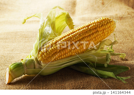 旬の野菜、夏のとうもろこし・トウモロコシ・玉蜀黍 旬の野菜、夏のとうもろこし・トウモロコシ・玉蜀黍 141164344