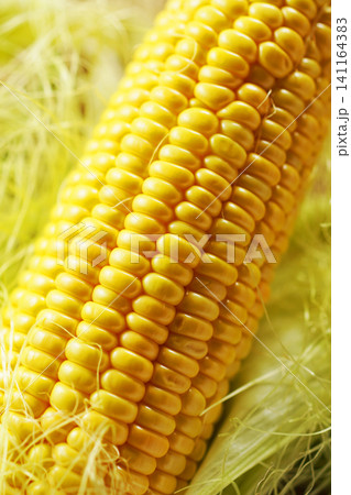 旬の野菜、夏のとうもろこし・トウモロコシ・玉蜀黍 旬の野菜、夏のとうもろこし・トウモロコシ・玉蜀黍 141164383