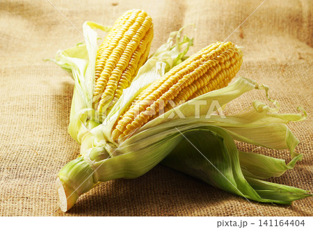 旬の野菜、夏のとうもろこし・トウモロコシ・玉蜀黍 旬の野菜、夏のとうもろこし・トウモロコシ・玉蜀黍 141164404