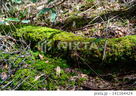 苔むした倒木 141164424