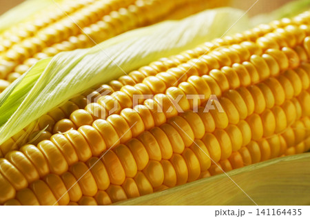 旬の野菜、夏のとうもろこし・トウモロコシ・玉蜀黍 旬の野菜、夏のとうもろこし・トウモロコシ・玉蜀黍 141164435