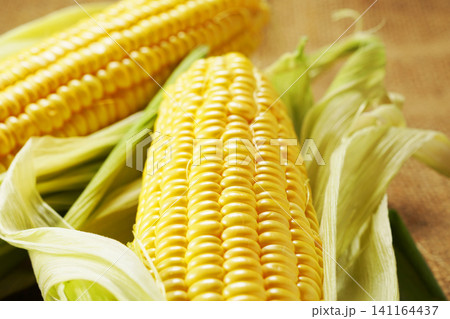旬の野菜、夏のとうもろこし・トウモロコシ・玉蜀黍 141164437