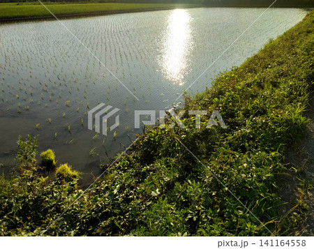 田んぼと水路のある農村風景 田んぼと水路のある農村風景 141164558