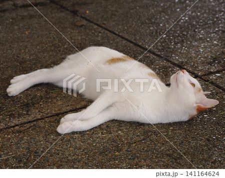 真夏の暑さで動きの止まる猫 141164624