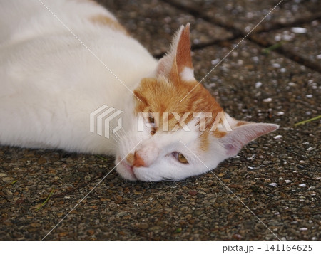 真夏の暑さで動きの止まる猫 真夏の暑さで動きの止まる猫 141164625