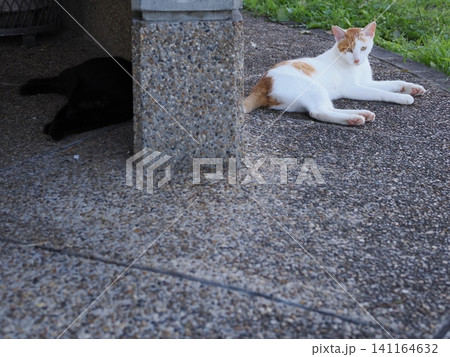 真夏の暑さで動きの止まる猫 141164632