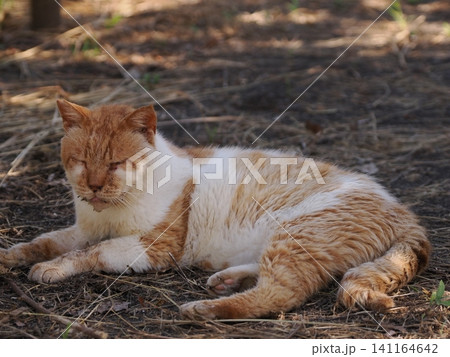 真夏の暑さで動きの止まる猫 真夏の暑さで動きの止まる猫 141164642