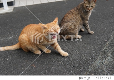 真夏の暑さで動きの止まる猫 真夏の暑さで動きの止まる猫 141164651