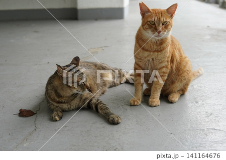 真夏の暑さで動きの止まる猫 真夏の暑さで動きの止まる猫 141164676