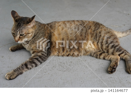 真夏の暑さで動きの止まる猫 真夏の暑さで動きの止まる猫 141164677
