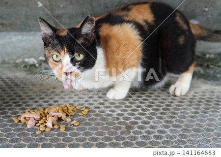 真夏の暑さで動きの止まる猫 真夏の暑さで動きの止まる猫 141164683