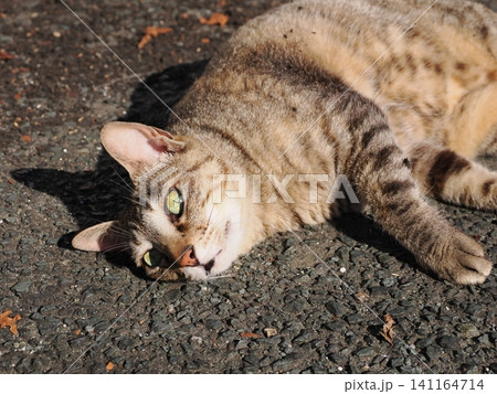 地面に寝転ぶ猫 地面に寝転ぶ猫 141164714
