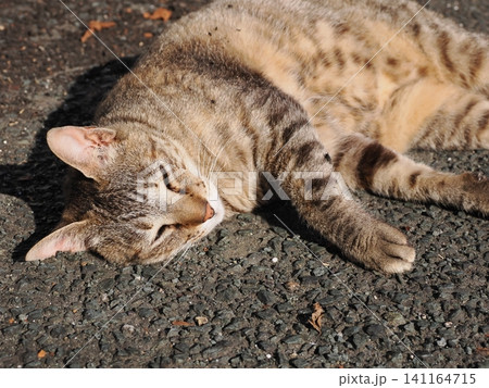 地面に寝転ぶ猫 141164715