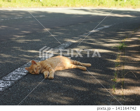 可愛い子猫 可愛い子猫 141164742