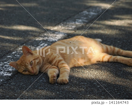 可愛い子猫 141164743